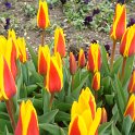 Tulipa greigi 'Cap Code'